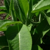 Inula helenium -- Echter Alant